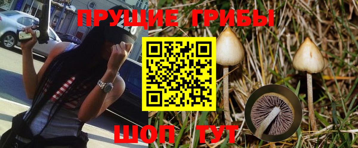 где продают   Вход с VPN  Ипатово  Галлюциногенные грибы Psilocybine cubensis 